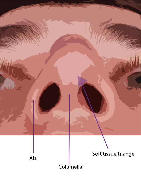 Nose Anatomy Education Facial Plastic Surgery — SKY Facial Plastic Surgery