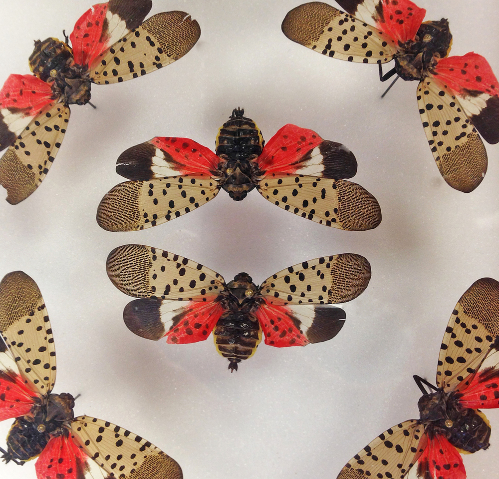 The next invader: Spotted lanternfly, Lycorma delicatula — Bug of the Week