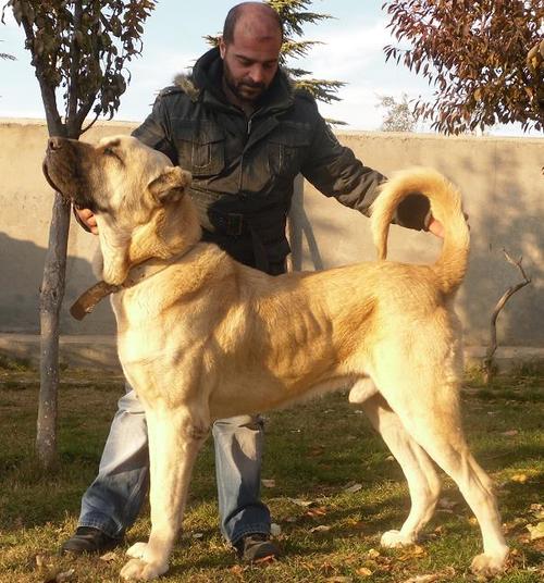 Male Turkish Boz Shepherds have a square profile and majestic appearance.  Notice the balance of structure, size, power, and athleticism.