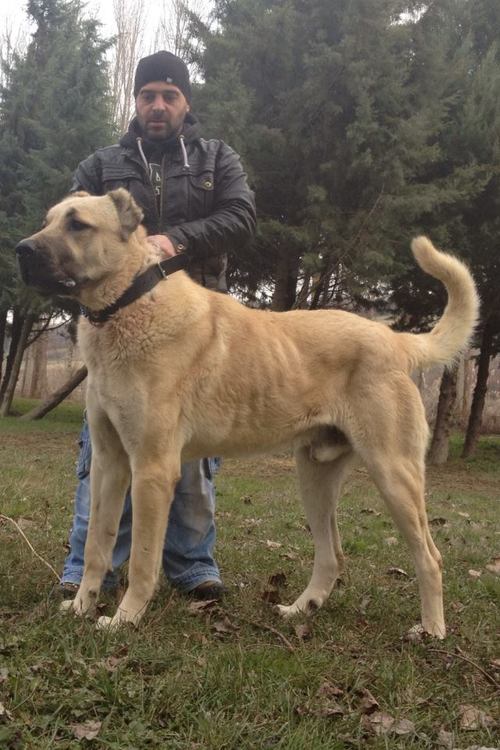 A prime example of a Turkish Boz Shepherd male; notice size, balance, musculature, coat color and length, and structure.