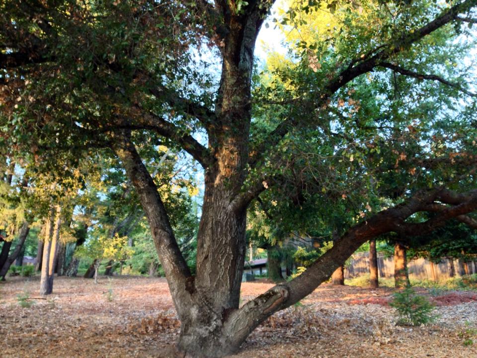 10 hours prayerwalked today. Almost to Mission Santa Cruz...no extra time to climb this awesome tree.&nbsp;Splints a little better. Thanks for praying.
