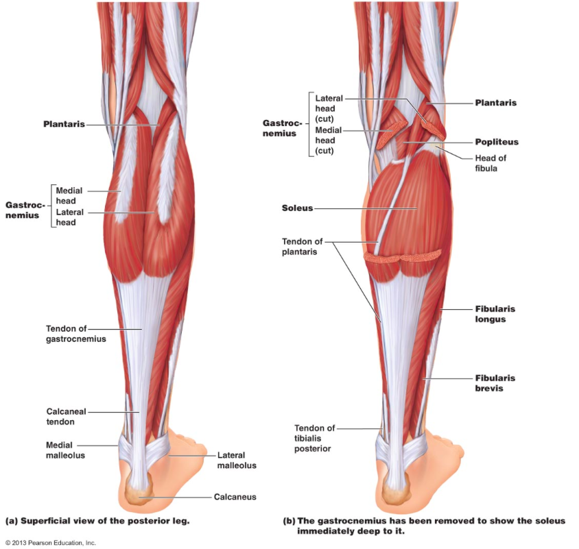 Image result for posterior lower leg muscles
