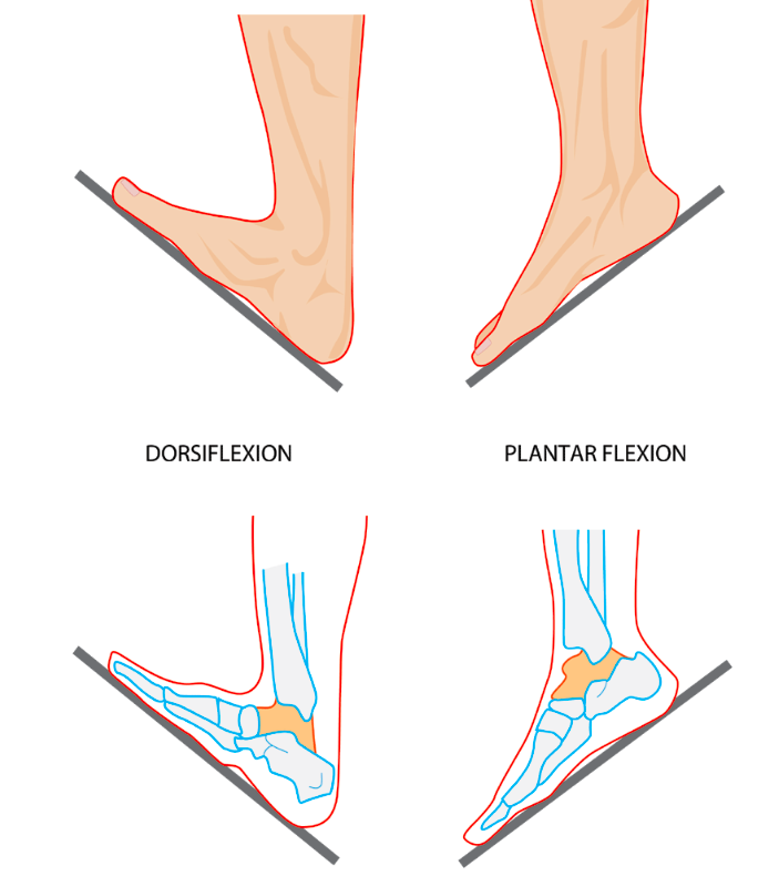 Calf Muscle Tightness, Achilles Tendon Length and Lower Leg Injury ...
