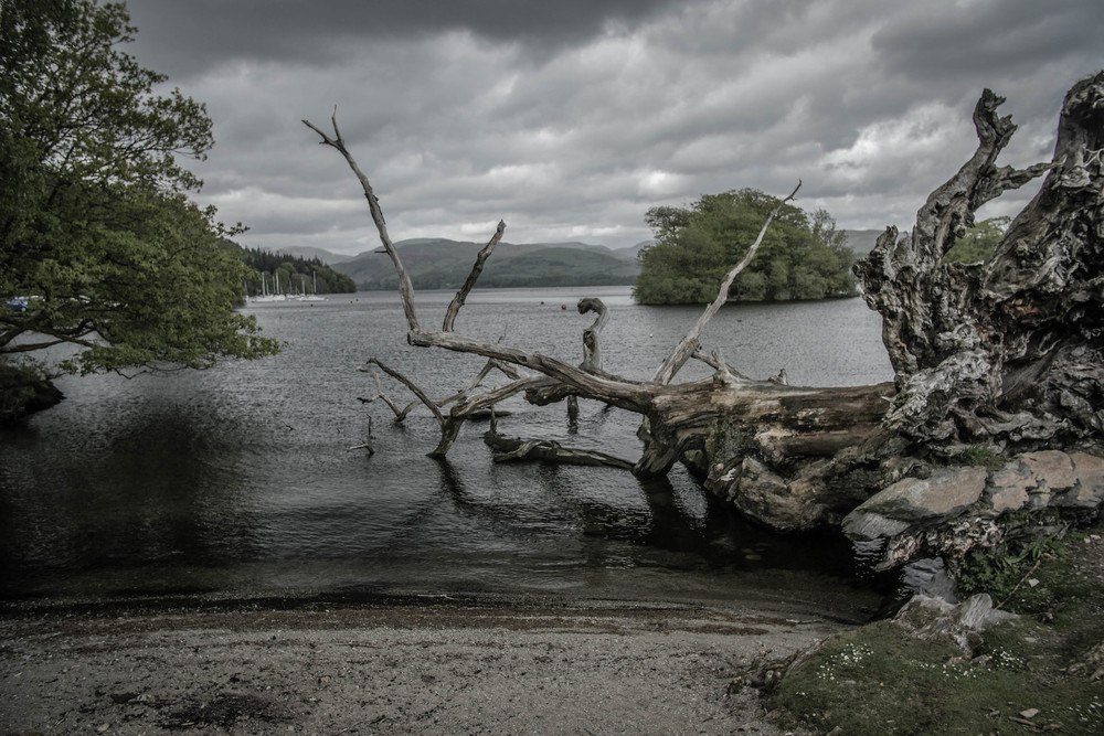 after-storm-tree-windermere-lake-district