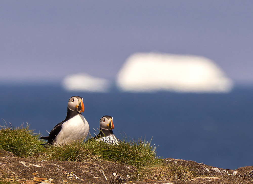 muench-workshops-kevin-pepper-puffins and icebergs.jpg