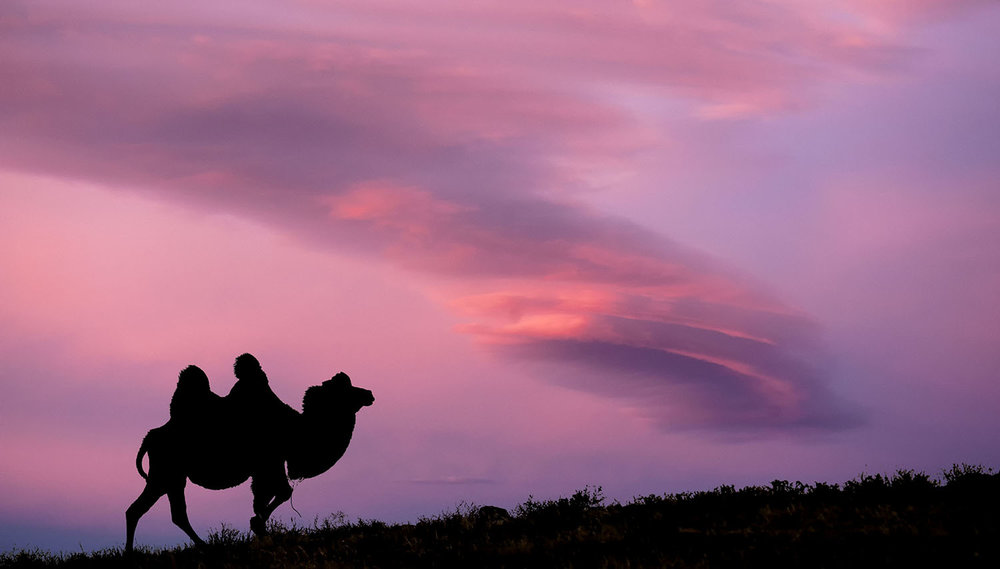 mongolia camel.jpg