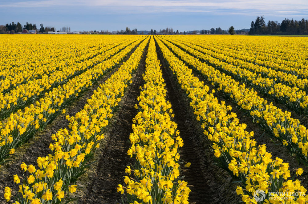 Daffodils at the Skagit Valley Tulp Festival 2019