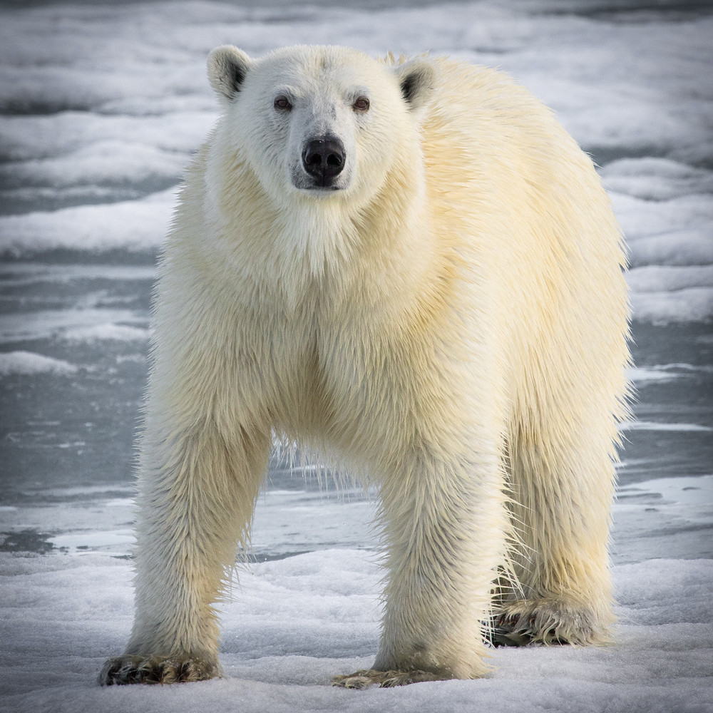 muench-workshops-svalbard-polar-bear.jpg