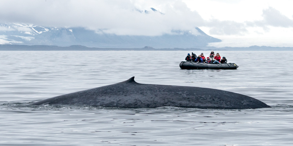 muench-workshop-svalbard-blue-whale.jpg