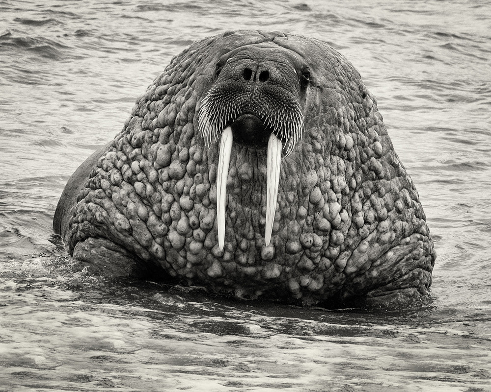 muench-workshops-svalbard-walrus.jpg