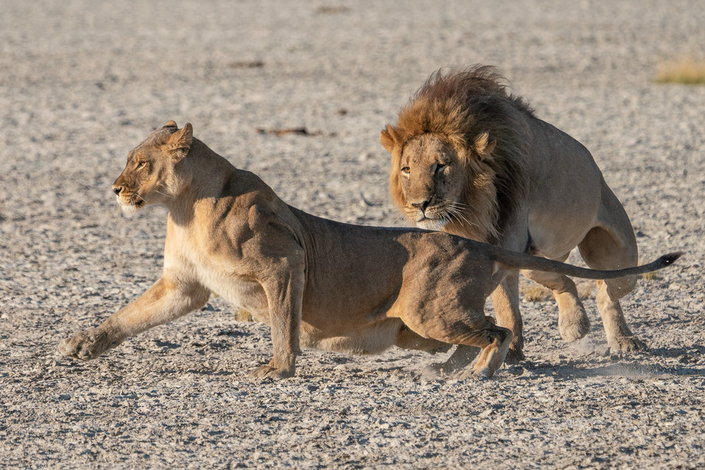 muench-workshops-lions-kalahari-safari.jpg