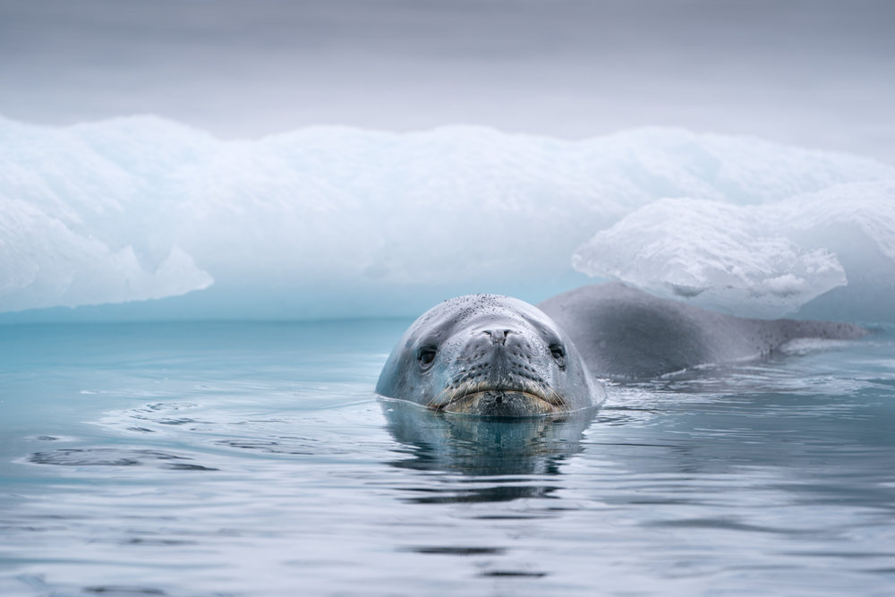  Muench Workshops Pro Lisa LaPointe: "It seems improbable that warm blooded creatures can exist in such an inhospitable place, but they do survive—and thrive—in Antarctica. Many, such as this leopard seal, are top predators. One of the advantages of photographing from nimble Zodiacs is the ability to get an up close, eye-level view with marine mammals, and to capture intimate portraits of them in their extreme environment." 
