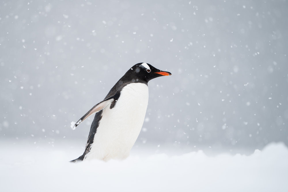  Muench Workshops Pro Will Burrard-Lucas: This is a photograph that I have always wanted to take. When we landed at a Gentoo penguin rookery during heavy snowfall, I knew my chance had come. The fresh snow was deep and we sank down almost to our waists as we forged a path up from the zodiacs. This penguin was on its way up from the sea and had a lovely clean belly (unlike the muddy penguins coming down from the nesting site)! I crouched down to get the penguin above the horizon line and used a wide-open aperture to get shallow depth of field to isolate the penguin and the large falling snowflakes. A fast frame rate and continuous AF helped me capture a sharp image as the penguin hurried past. Sony a7rIII, Sony 400mm f/2.8. ISO 100, f/2.8, 1/800s, handheld. 