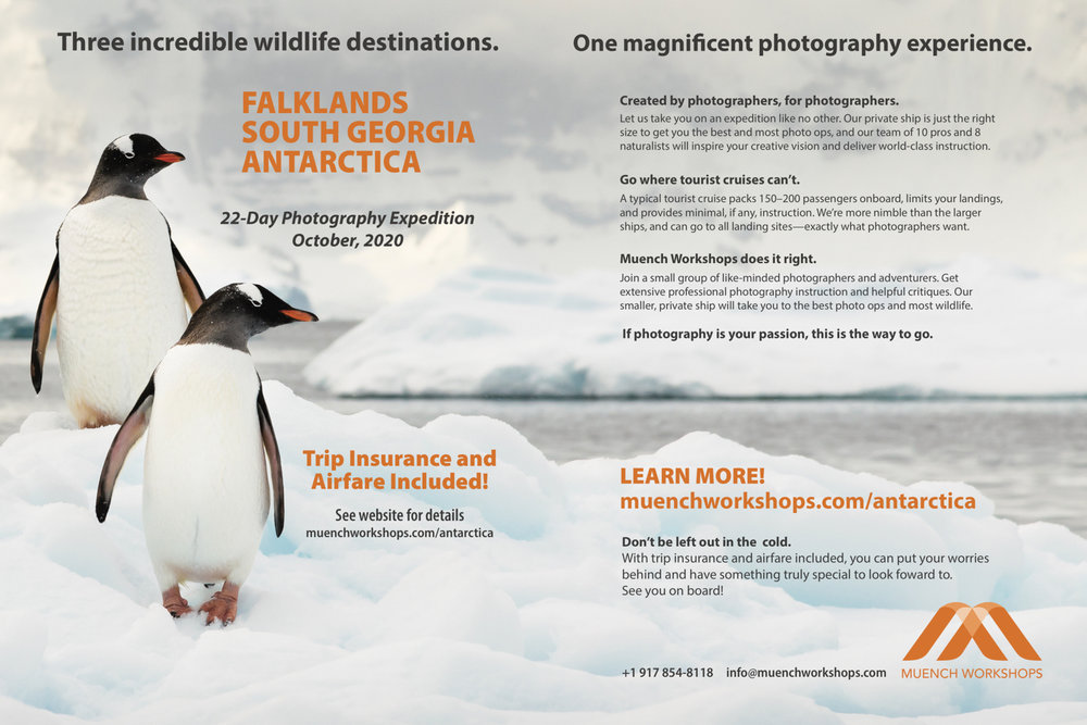 south georgia falklands antarctica photo expedition.jpg