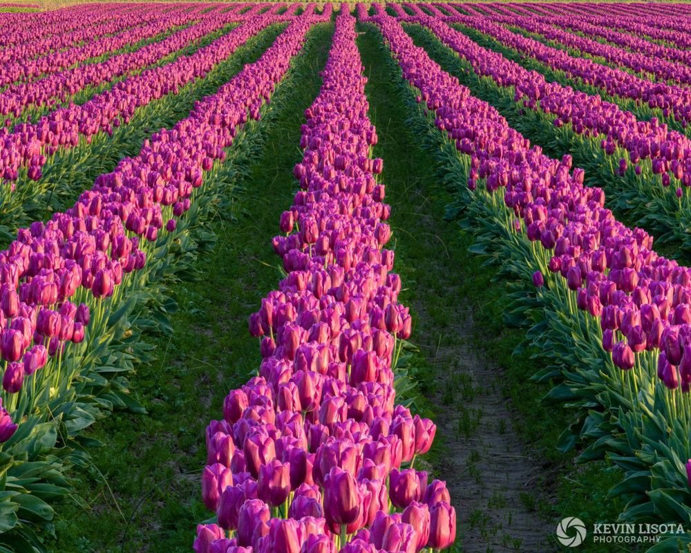 Focus-stacked image of tulip fields. Nikon D850, 70-200mm f/2.8E @ 140mm, 1/160 sec, f/8.0, ISO 400
