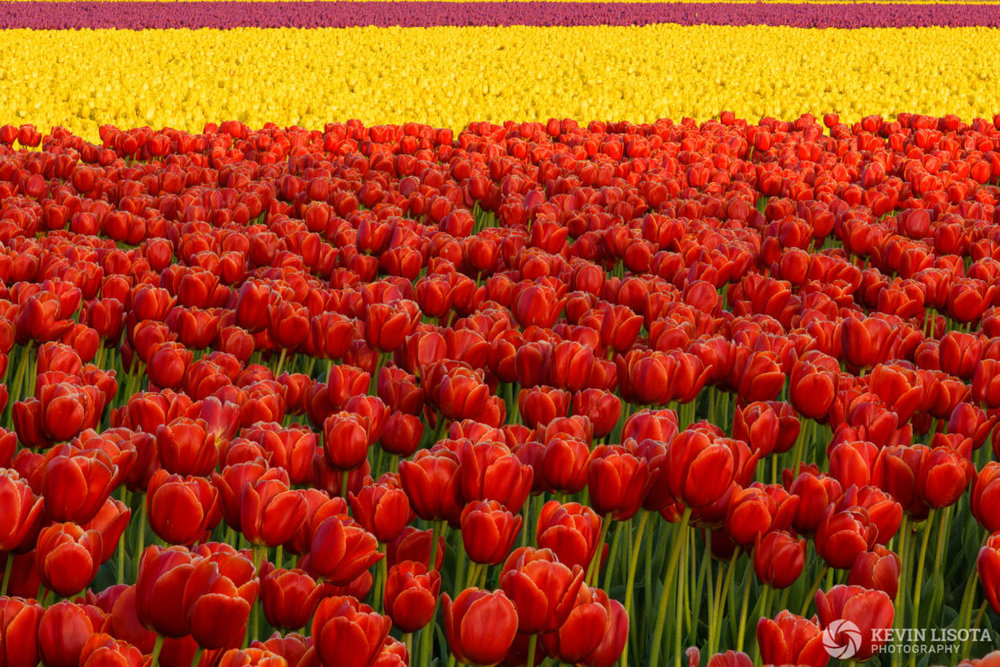 Focus-stacked image of tulip fields. Nikon D850, 200mm, 1/40 sec, f/11, ISO 100