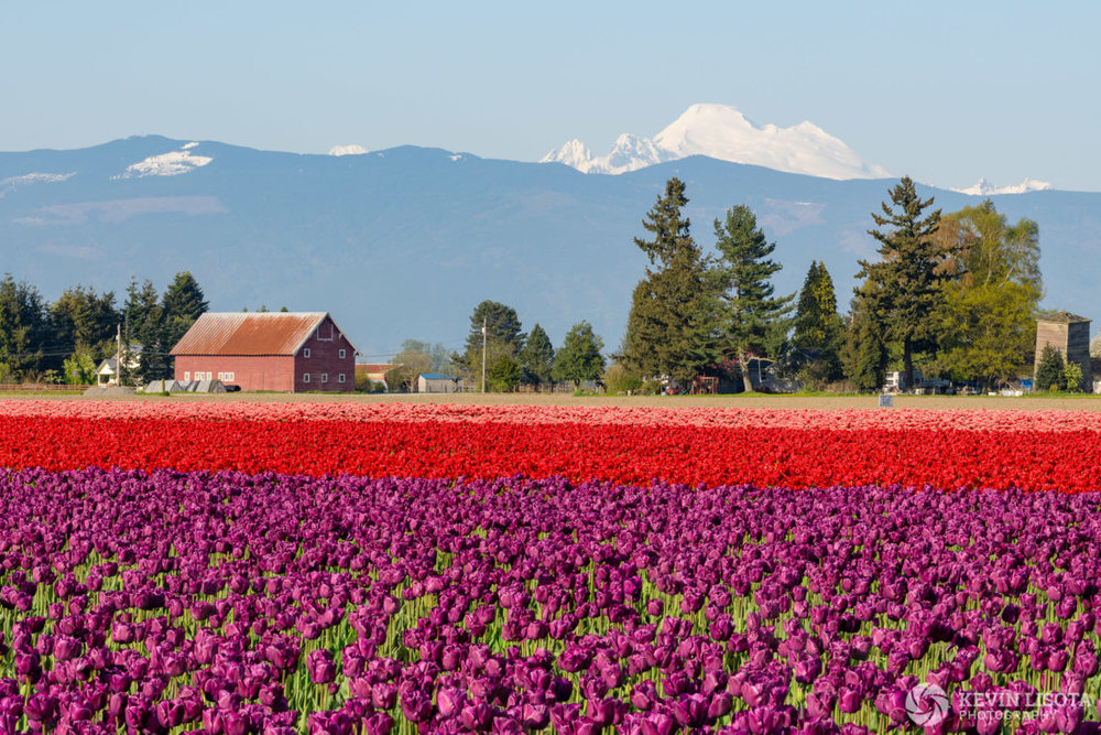 Focus stack of 8 images of the Skagit Valley tulip fields and Mt. Baker. Nikon D850, 160mm, 1/160 sec, f/8, ISO 64