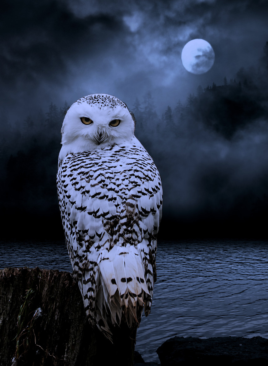 Owl Spirit Animal / Totem Snowy+Owl+Spiritual+Significance+March+Eclipse+Full+Moon+Astrological+Meanings