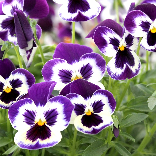 4 Reasons to Plant your Pansies Early