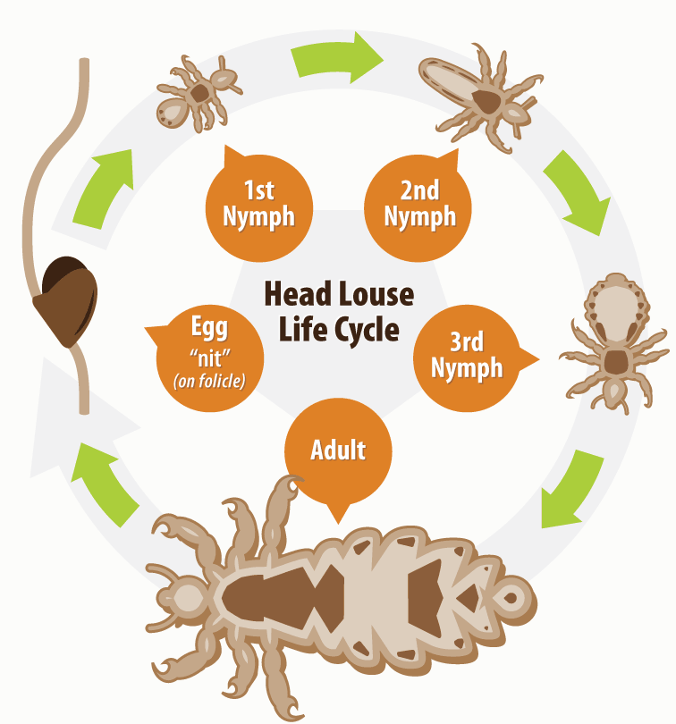 Head Lice Pictures: What Do Lice Look Like ? - Healthline