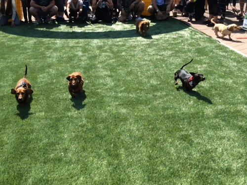  Puppy stampede! 