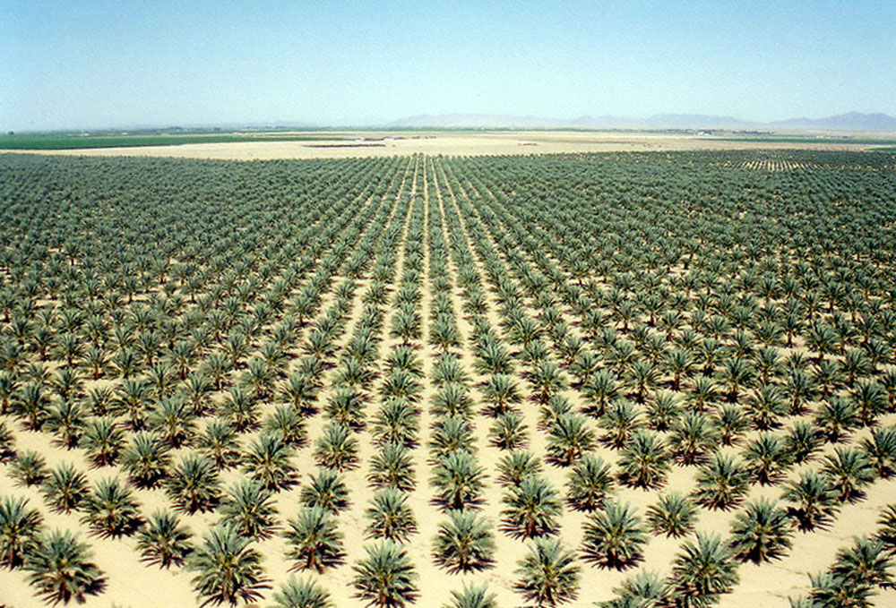 Palm Trees Canary Island Date Palm Medjool Date Palm Zahidi Date Palm