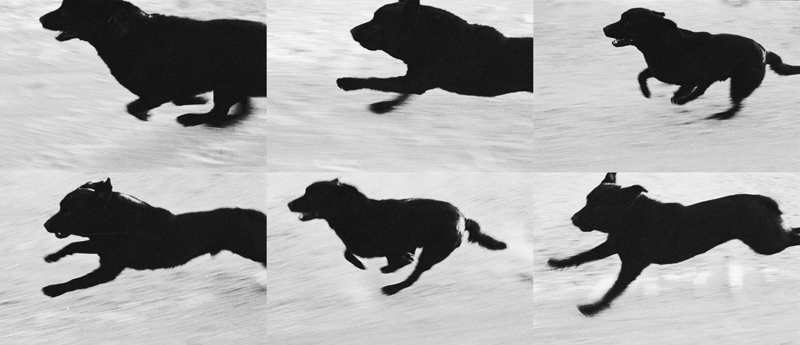 Dog+Sequence+1++10X.jpg