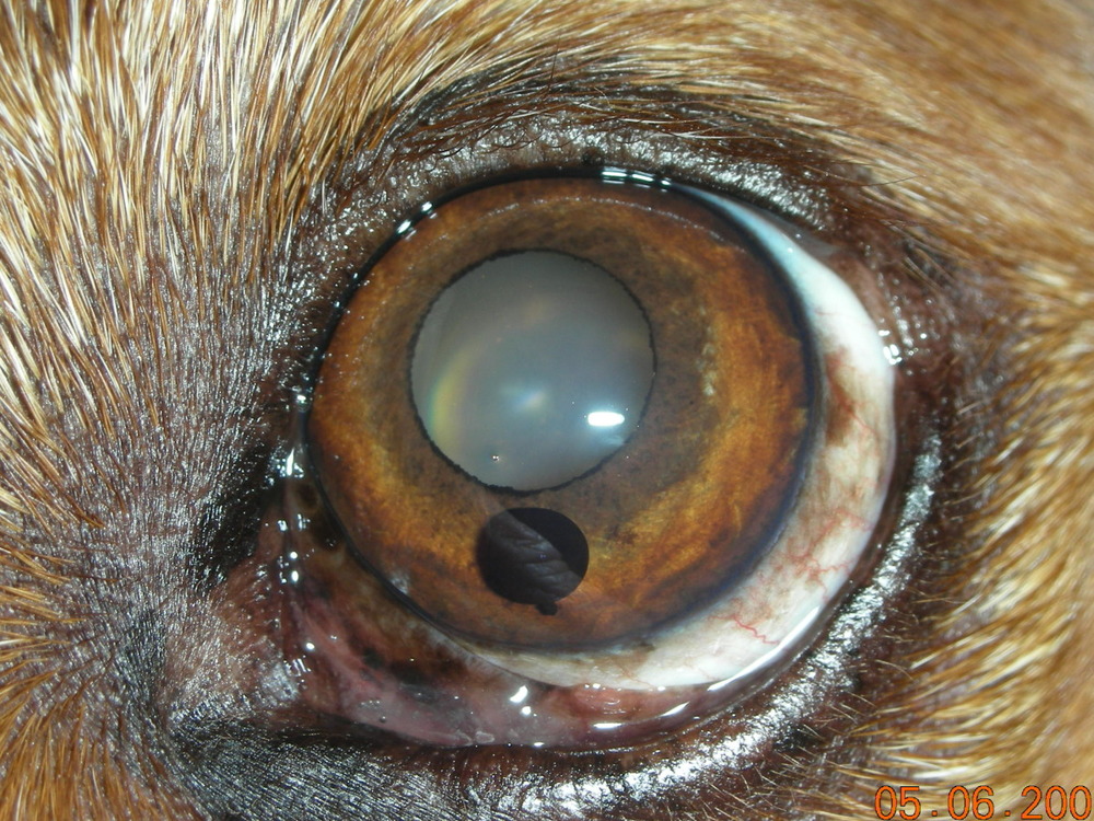 Vision Care For AnimalsGallery of Eye Diseases