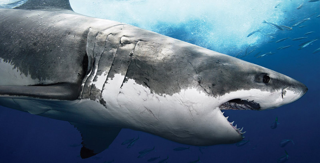 Resultado de imagen para imagenes de tiburon blanco
