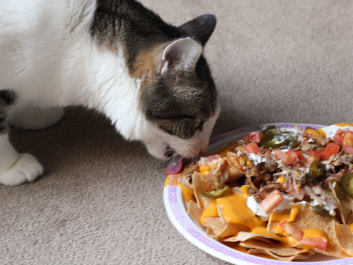 Image result for cat food nachos