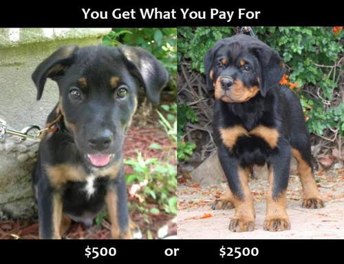 How much do Rottweiler puppies typically cost?