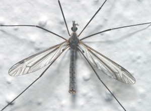 crane flies fly insects texas insect legged identification spring bug common adult early mosquitoes