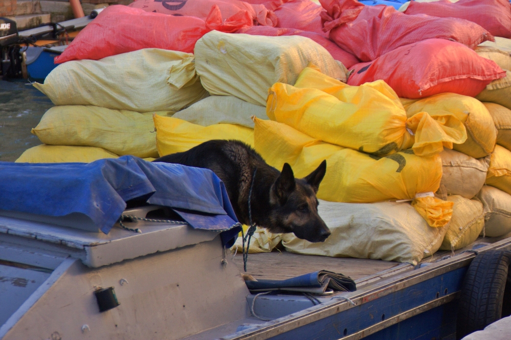 Dog on a Delivery Boat
