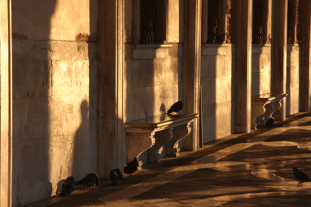 Pigeons in the Morning Sun