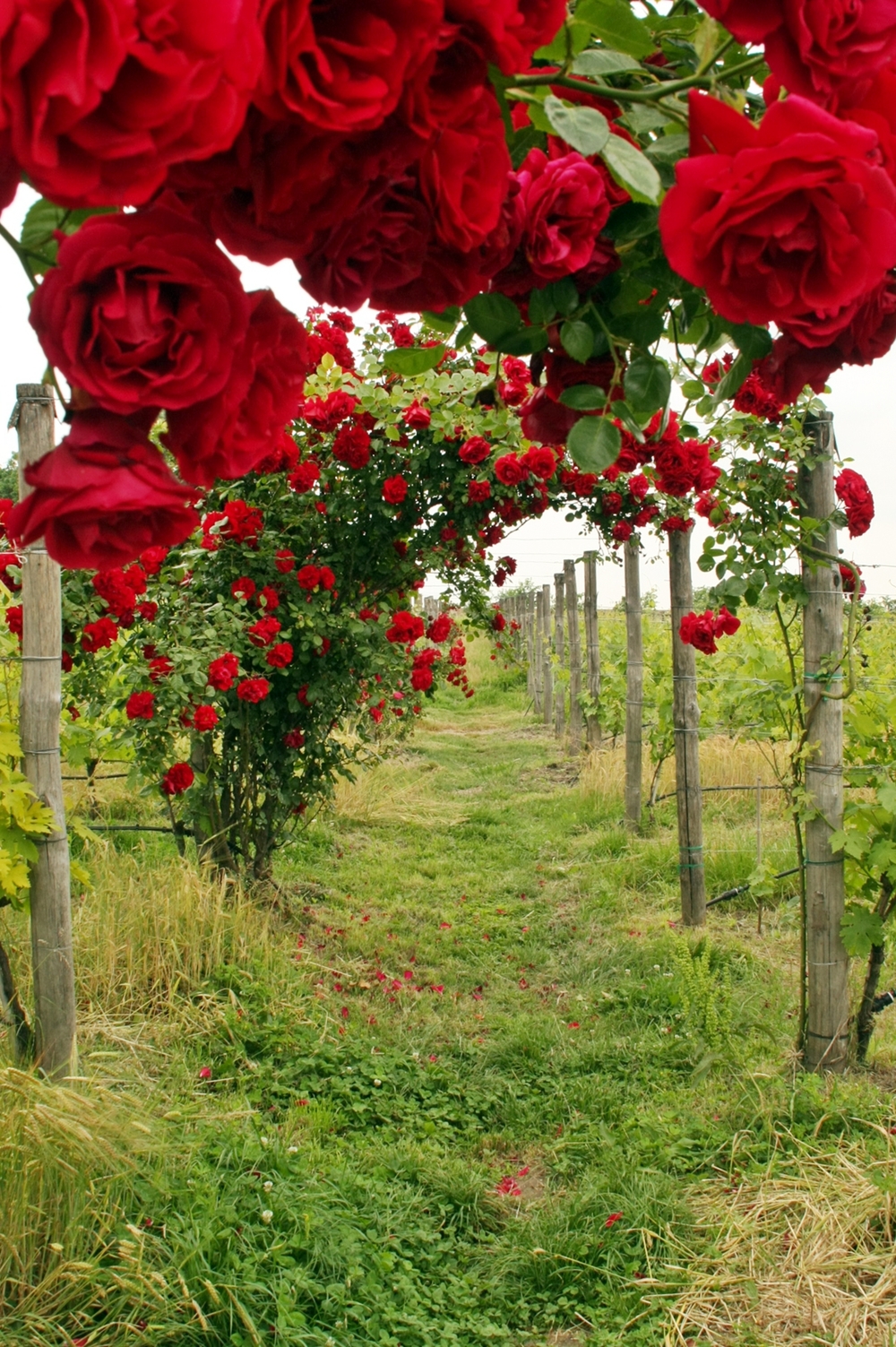 Roses in Vineyard