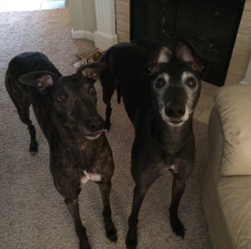 greyhounds are the best
