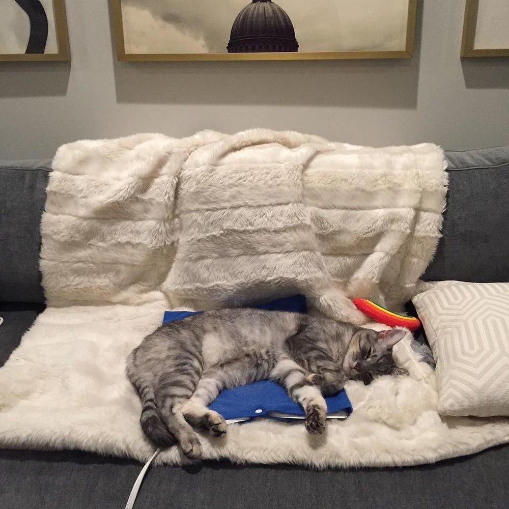 Just a cat, living the dream.