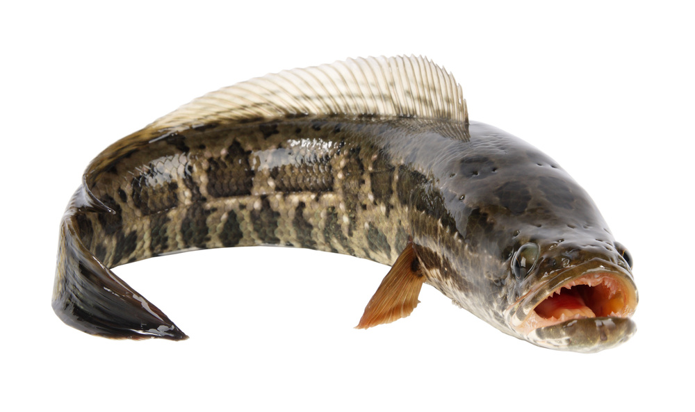 snakehead+out+of+water.jpg