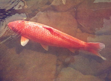 Koi Hanako - Longest Living Fish Ever — Fish Laboratory