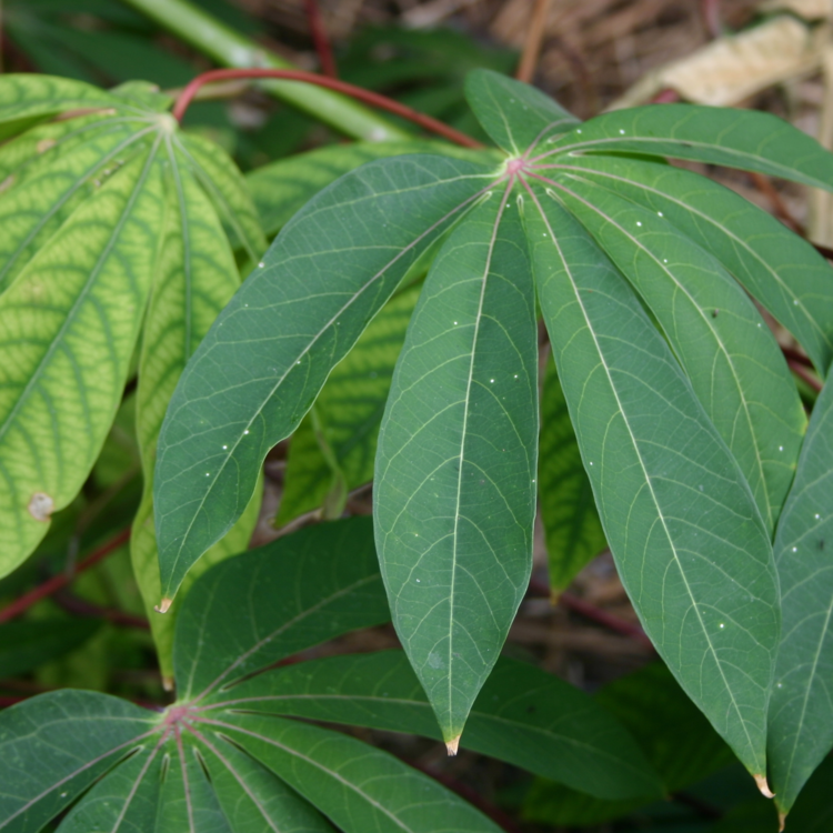 Cassava ,&nbsp; Manihot esculenta