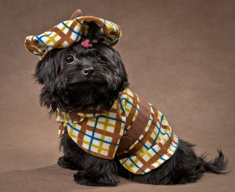 IT'S NATIONAL DRESS UP YOUR PET DAY! — Bigstock Blog