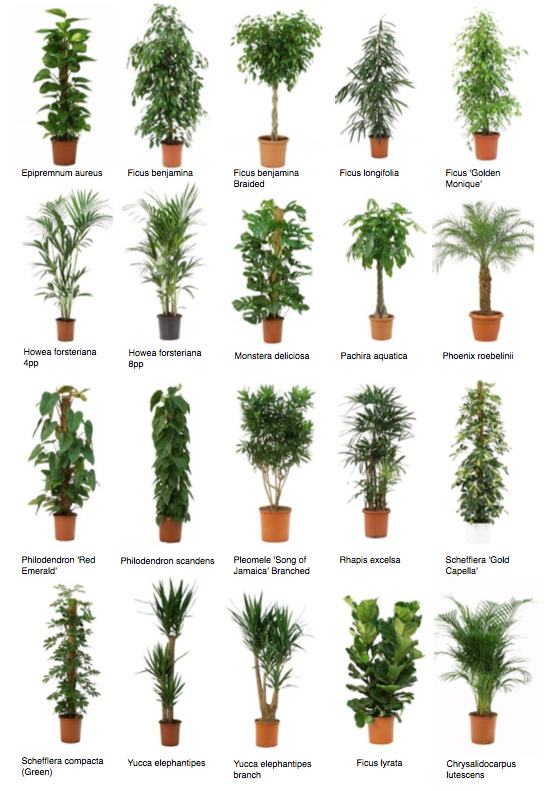 Common Office  Plants   greenplants co uk