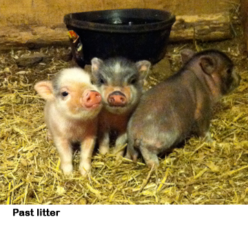 Where can you buy mini potbelly pigs?