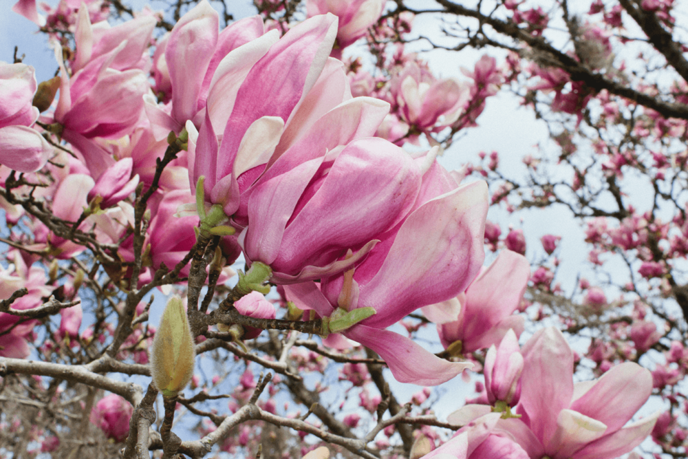 Plant Profile: Japanese Magnolia — Bloom