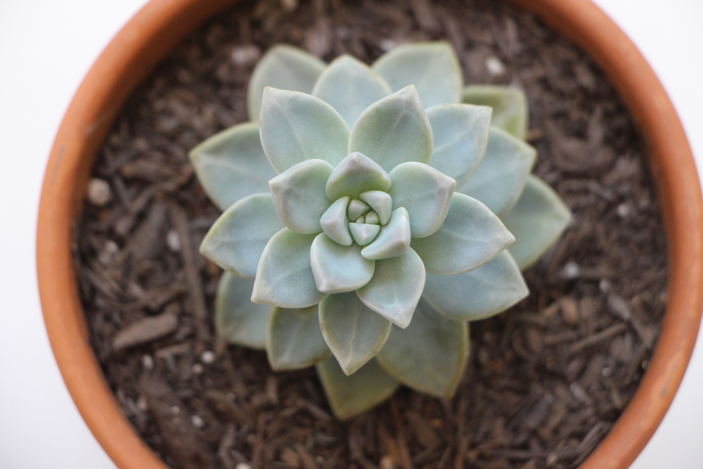 Gorgeous Succulent Plant: Propagating Succulents via Needles + Leaves. Learn how to propagate succulents from leaves and cuttings.