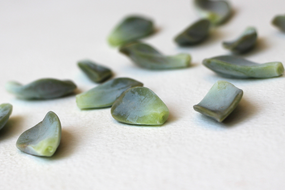 Succulent Leaves: Propagating Succulents via Needles + Leaves. Learn how to propagate succulents from leaves and cuttings.