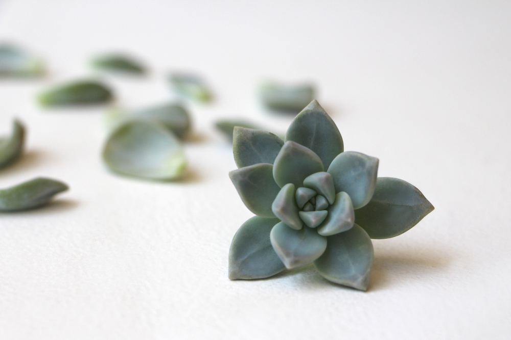 Succulent and Leaves: Propagating Succulents via Needles + Leaves. Learn how to propagate succulents from leaves and cuttings.