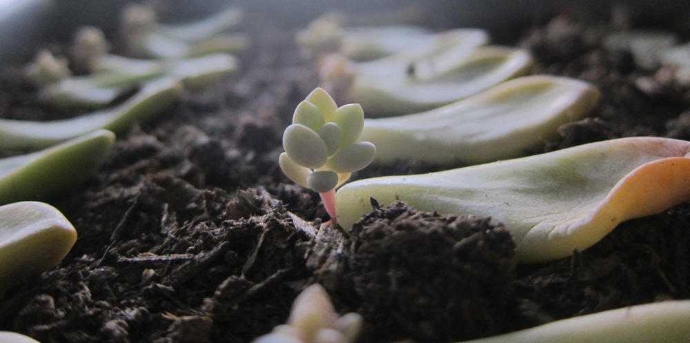 Propagating Succulents: Learn how to propagate succulents from leaves and cuttings.
