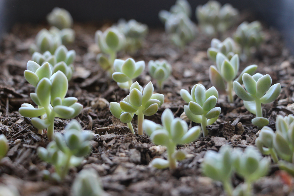 Baby Succulents: Propagating Succulent via Needles + Leaves. Learn how to propagate succulents from leaves and cuttings.