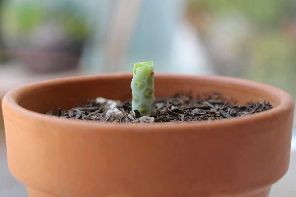 Succulent Stem: Propagating Succulents via Needles + Leaves. Learn how to propagate succulents from leaves and cuttings.